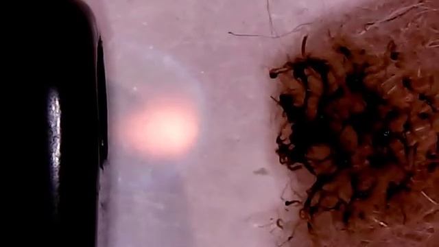 Как отличить шерсть от синтетики, как горит натуральная шерсть смотреть онлайн