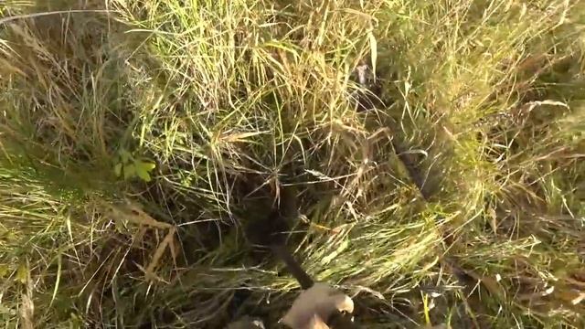 Прошло три года, а металла по прежнему много! Копаем с Железным дровосеком смотреть онлайн