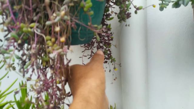 Mi Tour Por Mi Jardín 2024 смотреть онлайн