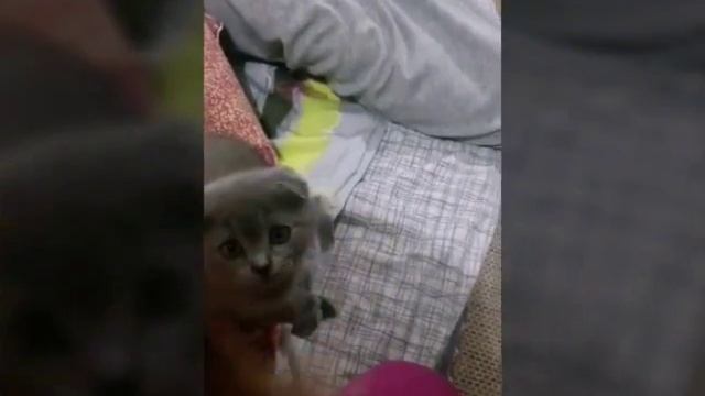 Мои животные смотреть онлайн
