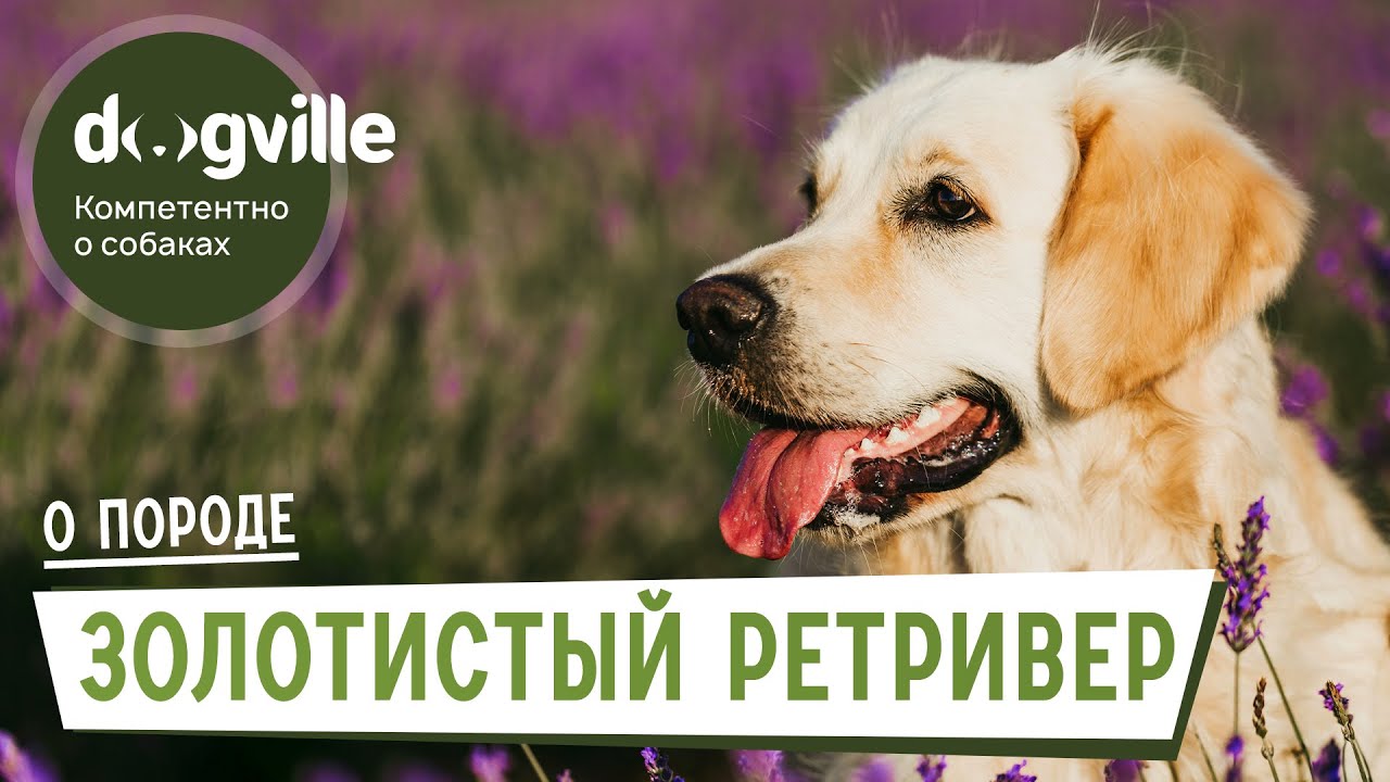 Золотистый ретривер - О породе - Как выбрать щенка? смотреть онлайн