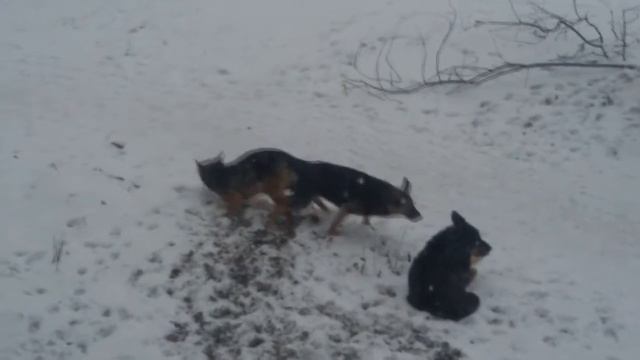 СПАРИВАНИЕ СОБАК видео! собаки слипаются при спаривании СМОТРЕТЬ! смотреть онлайн