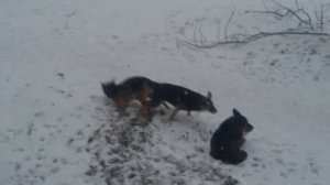 СПАРИВАНИЕ СОБАК видео!  собаки слипаются при спаривании СМОТРЕТЬ!