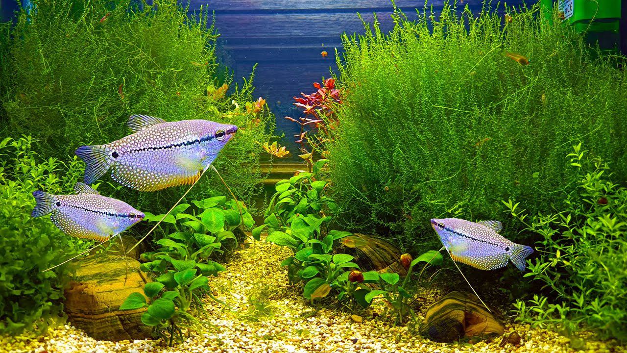 Новые рыбки с птичьего рынка спустя неделю! ЕСТЬ ПОТЕРИ! смотреть онлайн