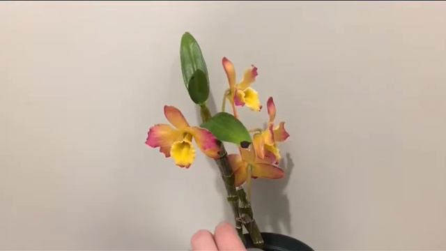 Dendrobium Oriental Smile ‘Fantasy’ in bloom :) смотреть онлайн