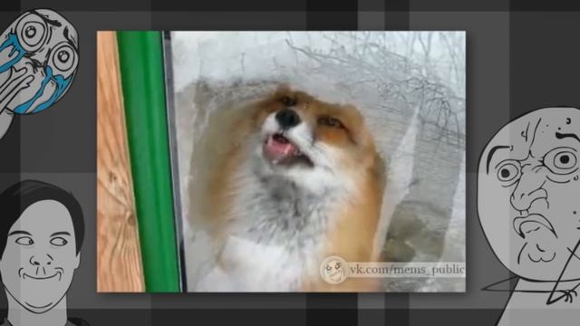 Лиса протирает окна смотреть онлайн