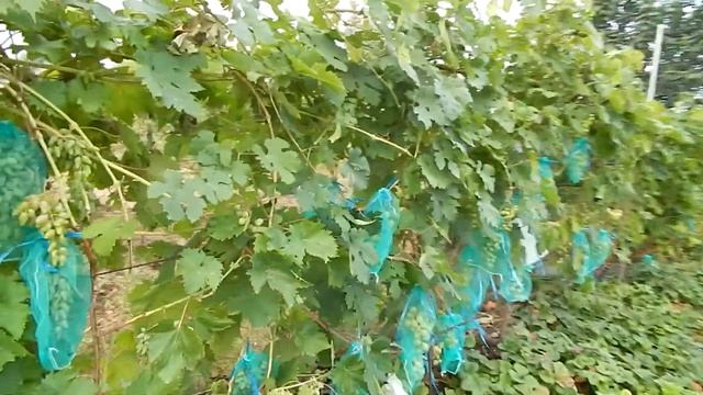 Нектарин из косточки смотреть онлайн