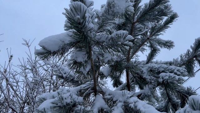 Russia today смотреть онлайн