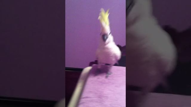 Кешка какаду танцует и говорит ))) смотреть онлайн