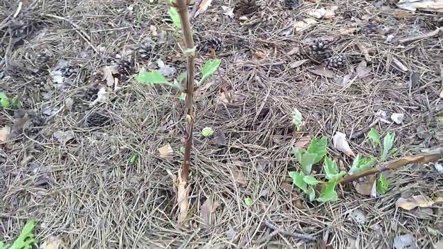 04мая2019 Дуболистные Гортензии. смотреть онлайн