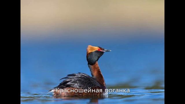 Птицы России - Поганка Birds of Russia - Toadstool смотреть онлайн