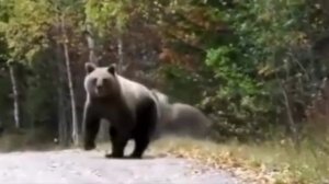 Шарик бл.. ты кого привëл!?