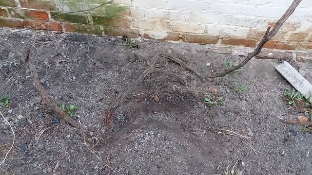 Виноград, начало вегетации. Состояние на 19. 04. 18 г. в условиях Черниговщины. смотреть онлайн