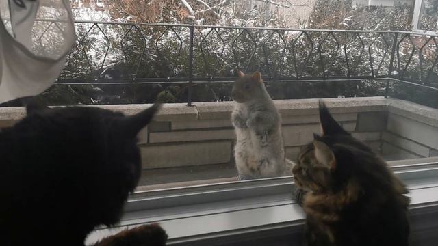 Мейн Кун и белка Maine Coon and squirrel смотреть онлайн