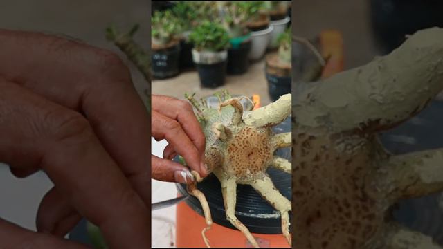 Adenium Arabicum Root Selection. Desert Rose. Bonsai. смотреть онлайн