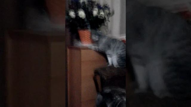 Мой кот грызёт цветы смотреть онлайн