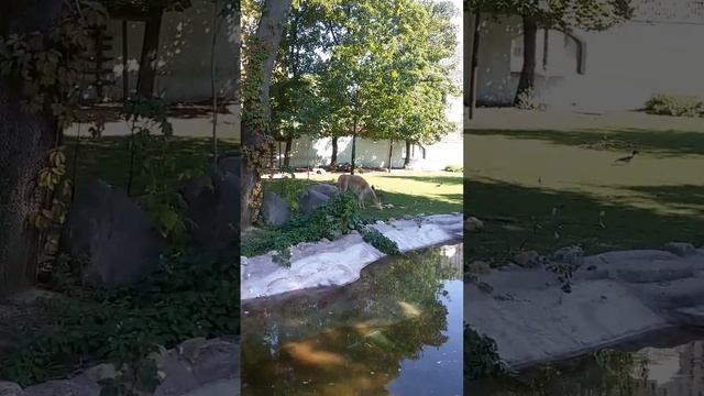 Московский зоопарк. Гуанако. смотреть онлайн