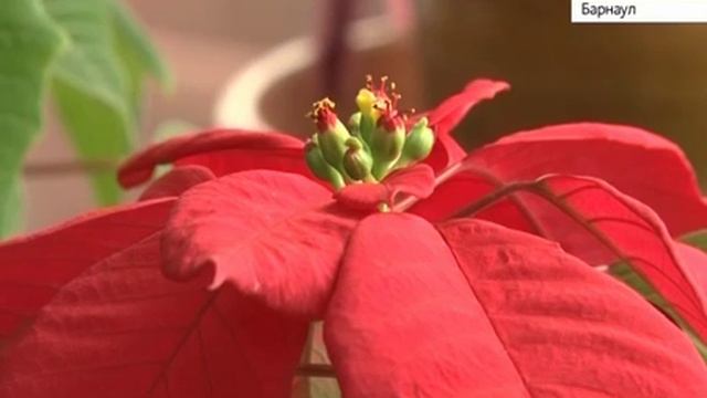 Пуансетия - рождественская звезда смотреть онлайн