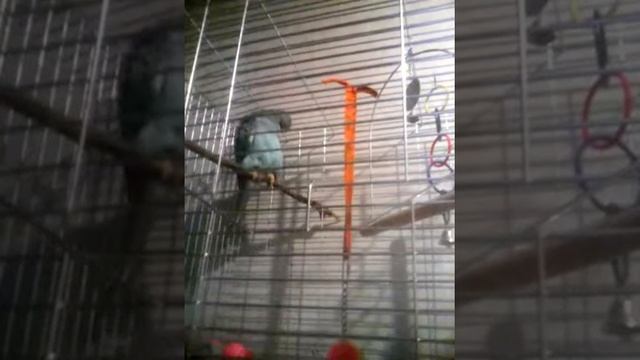 Голубой ожереловый попугай в возрасте пол года смотреть онлайн