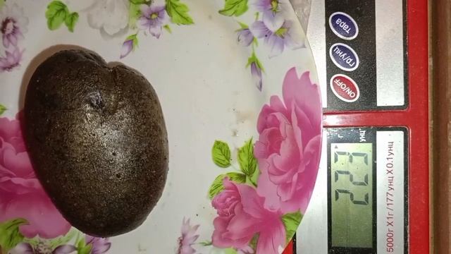 Картофель сорта Чудесник.