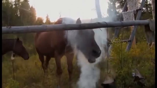 Прогулка в Сибирь