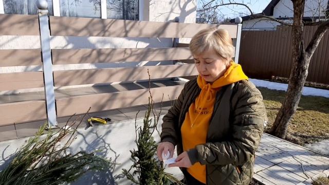 РОЗЫ после зимовки - снимаем укрытие. Новые приобретения - зимостойкие сорта роз из Сибири. смотреть онлайн