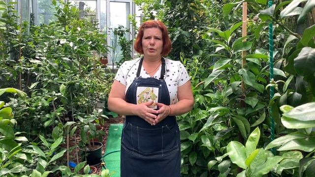 Тем временем в " домике для цитрусов" Уже лето, УРА! смотреть онлайн