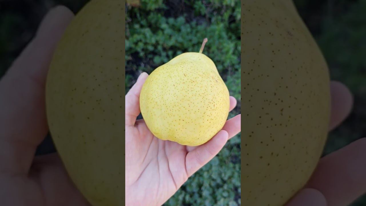 Бергамот или нет? очень вкусный старинный сорт. смотреть онлайн