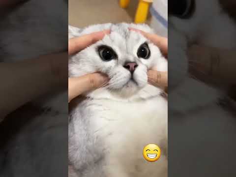 Подборка мемов и приколов№109 смотреть онлайн