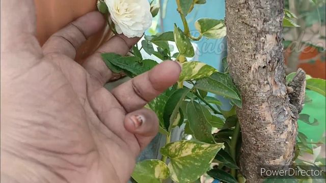 Prosperity rose //White Kodi Rose plant care and tips смотреть онлайн