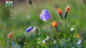 Рассказ Виктора Астафьева «Зачем я убил коростеля»