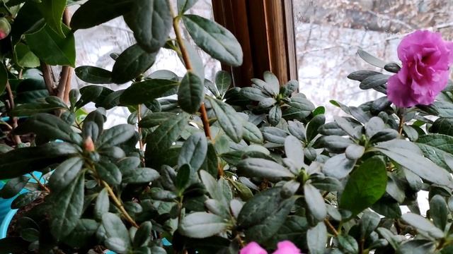 КОМНАТНЫЕ РАСТЕНИЯ, МОИ ЦВЕТЫ. ЗИМНЯЯ  ВЕСНА на БАЛКОНЕ. Декабрь 2022