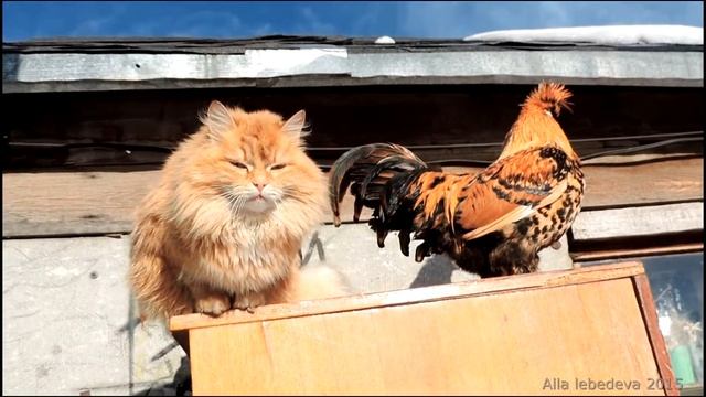 Siberian Cats Solnyshko And Pavlovskiy Rooster  Кот и Петух