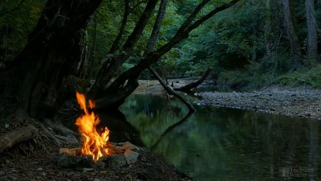 Почему у фикуса чернеют листья по краям? смотреть онлайн