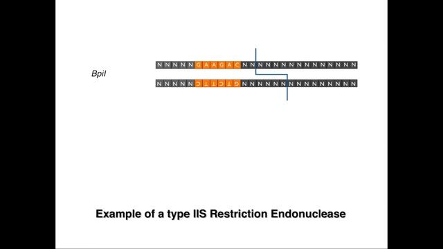 Golden Gate Cloning Video 1: Type IIS Restriction Endonucleases смотреть онлайн