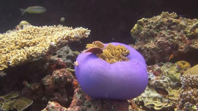 Great Barrier Reef with Mike Ball Liveaboard 2016 HD смотреть онлайн