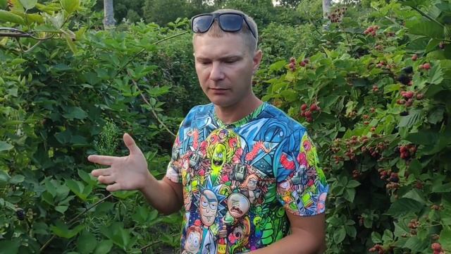 Обзор плодоношения ежевики часть 1. смотреть онлайн