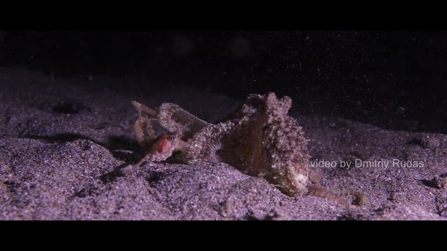 Осьминог охотится на краба смотреть онлайн