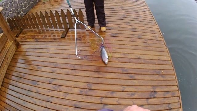 Р.К. Золотой сазан, поклевка форели. смотреть онлайн