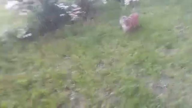 Рыжий гуляет на поводке... смотреть онлайн