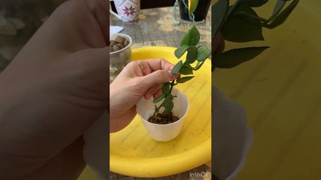 Хойя эскимо