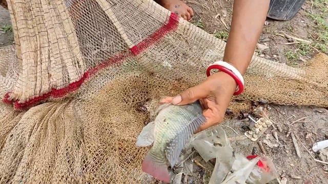 Cast net fishing video | Traditional fish catching with a cast net by beautiful natural смотреть онлайн