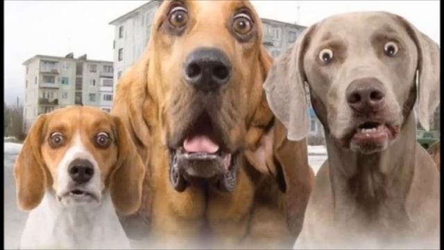 Каких животных можно убивать в исламе? Коран и хадисы о собаках и кошках смотреть онлайн