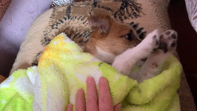 DIY. ДРТ Мирта. Полуденный сон. Jack Russell puppy смотреть онлайн