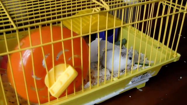 ♥У МЕНЯ ПОЯВИЛСЯ ДОМАШНИЙ ПИТОМЕЦ/ДОМАШНИЙ ХОМЯЧОК♥ смотреть онлайн