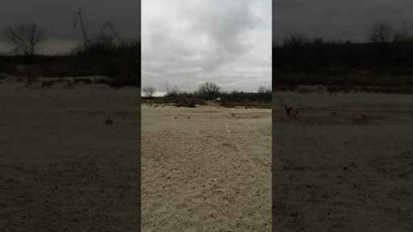 Прослушивание AP-M61SE SYLVESTER