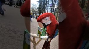 clip-139431072_456240804.mp4