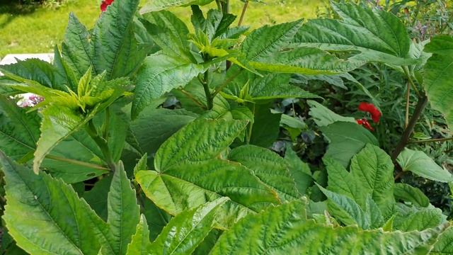 Гибискус на дачном участке. Гибискус. Дачный участок в Германии. 4K видео смотреть онлайн