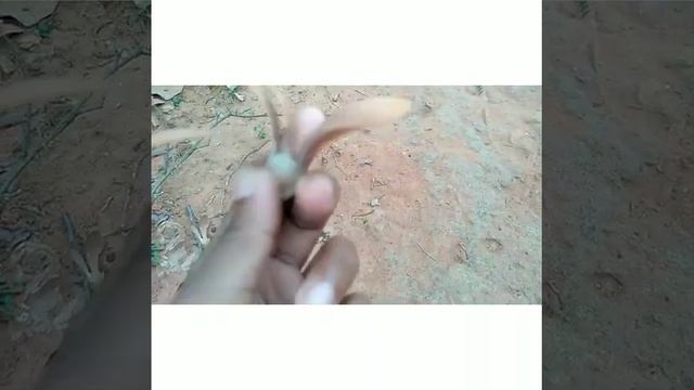 #forest Saria or naur (shorea robusta sal tree) seeds#shorearobusta#saltree#forest#usage# смотреть онлайн