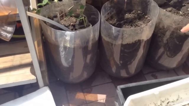 Первый опыт огорода в бочках и мешках | Следуй за мной смотреть онлайн